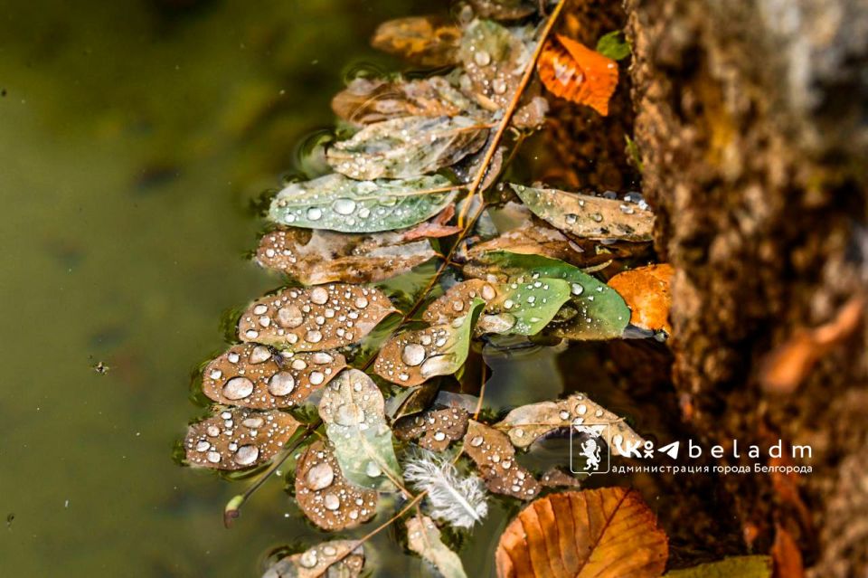 Доброе утро, Белгород!. Сегодня нас ожидает дождливый день, но температура воздуха поднимется до 13 градусов тепла