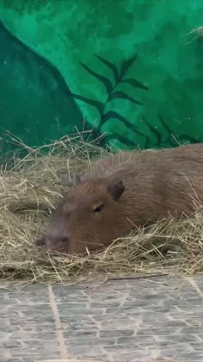 Перед началом новой рабочей недели нужно набраться сил и терпения