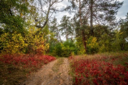 Лес, точно терем расписной