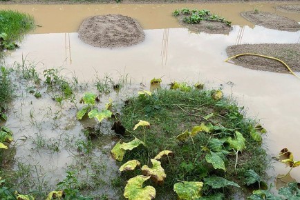 В Белгородской области затоплены огороды после удара ВСУ по плотине