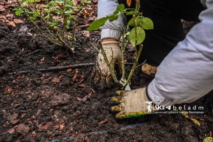 Розы снова украсят бульвар Первого Салюта в Белгороде