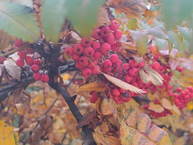 Сегодня, 27 октября, в Белгороде будет дождь