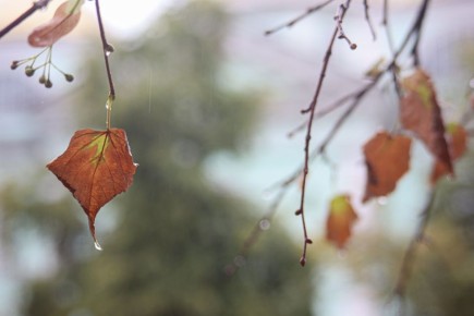 Погода 27 октября. Сегодня в Белгороде пасмурная погода с дождём