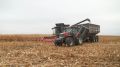 В Губкинском округе собрали рекордную урожайность кукурузы