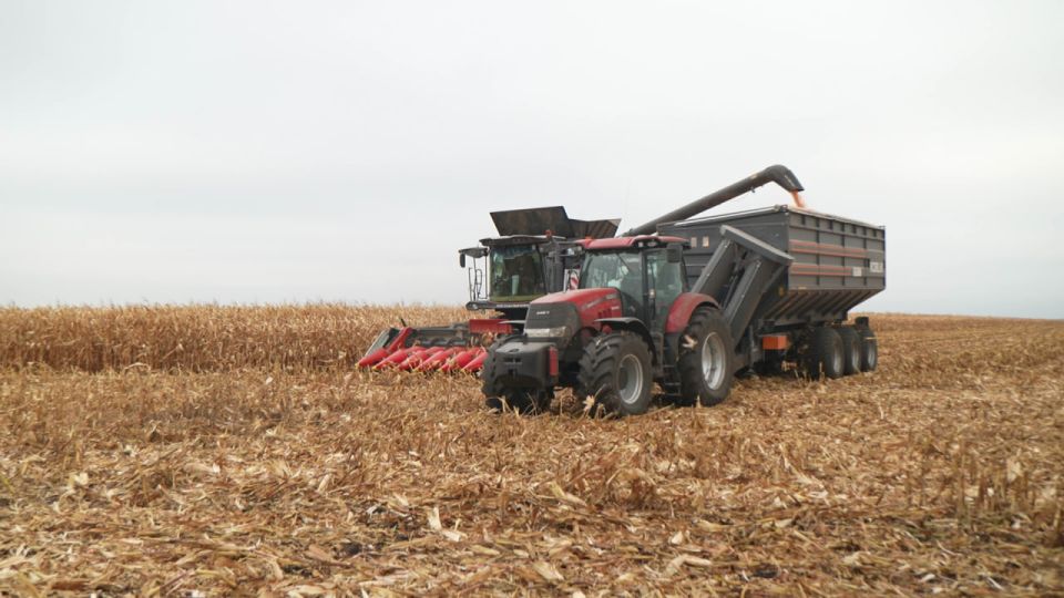 В Губкинском округе собрали рекордную урожайность кукурузы