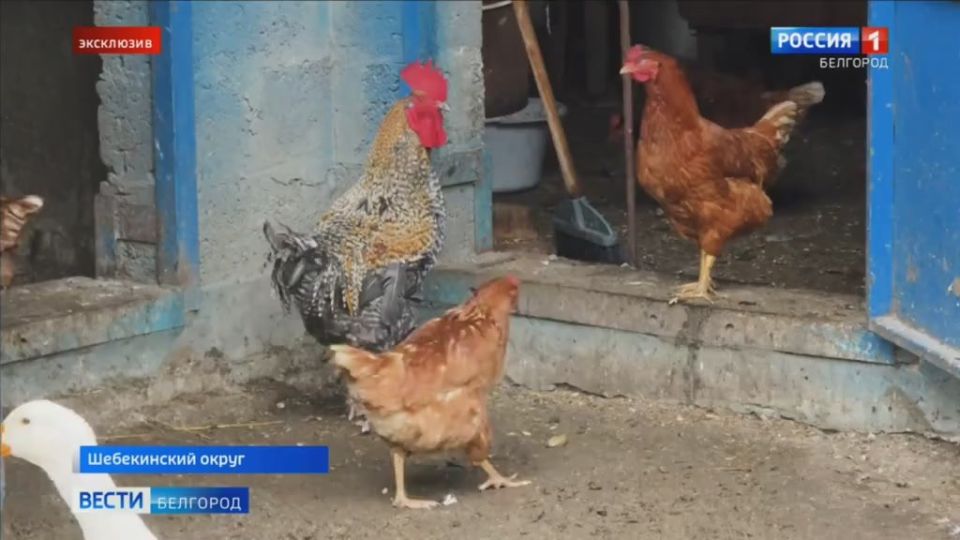 Укронацисты разрушают Белгородское водохранилище — объявлена чрезвычайная ситуация: