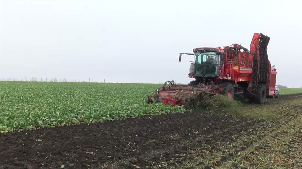 В Алексеевском округе приступили к сбору сахарной свёклы