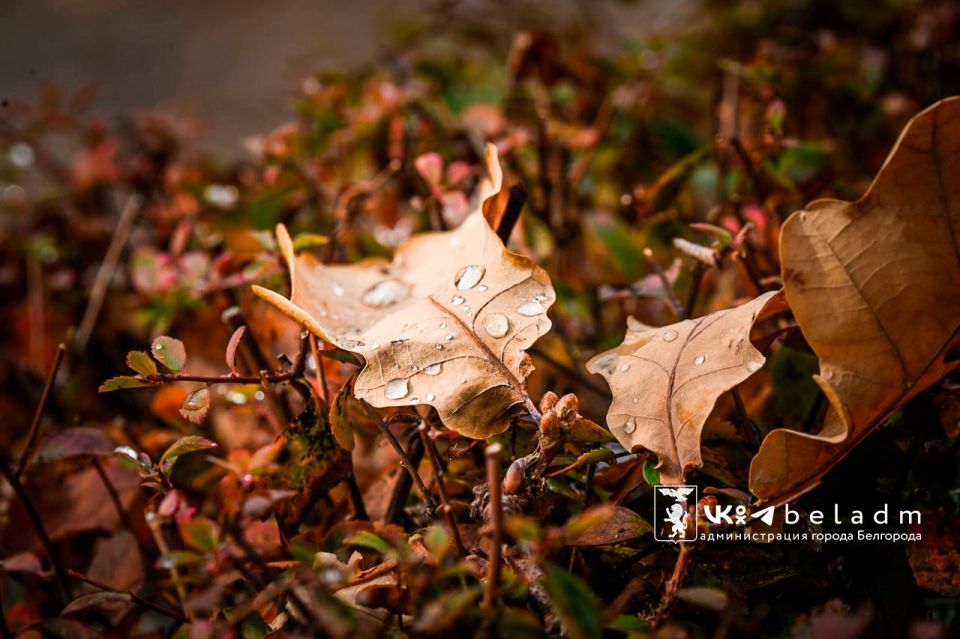 Доброе утро, Белгород!. Сегодня ожидается облачная погода, возможны кратковременные дожди
