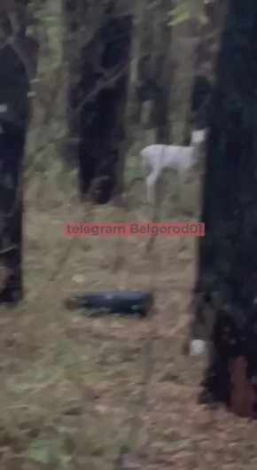 Призрак в лесу? Нет, косуля-альбинос!