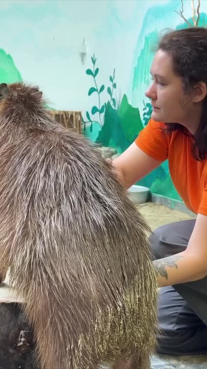 Капибара Савелий освоил новые команды
