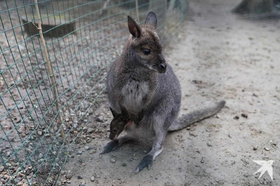 Уральский кенгуру прибыл в Белгород