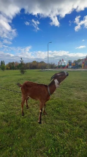 Шебекино — город, где гармонично сочетаются городская среда и живая природа