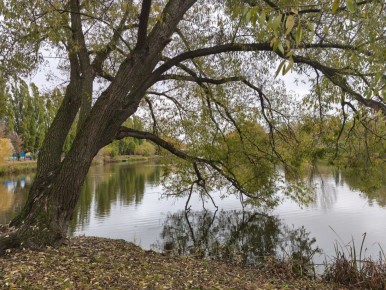 Сегодня, 29 октября, в Белгороде будет пасмурно, возможен дождь