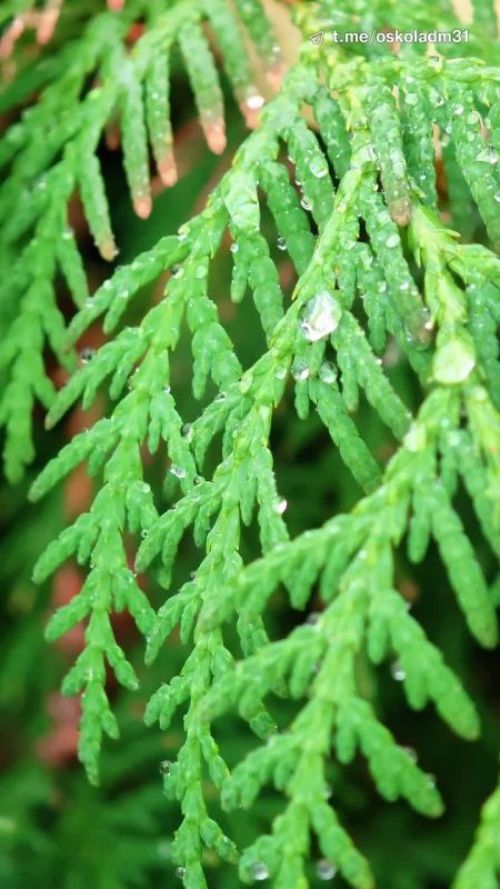 Доброе утро, старооскольцы!