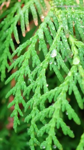 Доброе утро, старооскольцы!