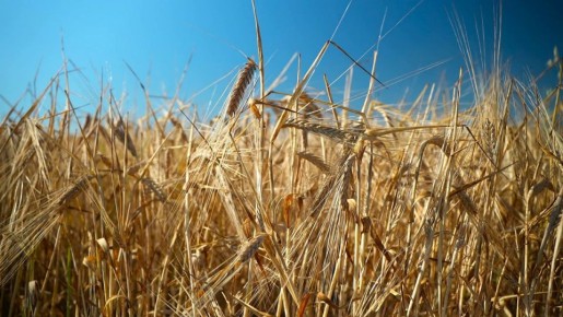 В Белгородской области завершили сев озимой пшеницы