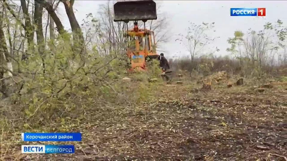 В Корочанском районе идет заготовка древесины для домов с печным отоплением