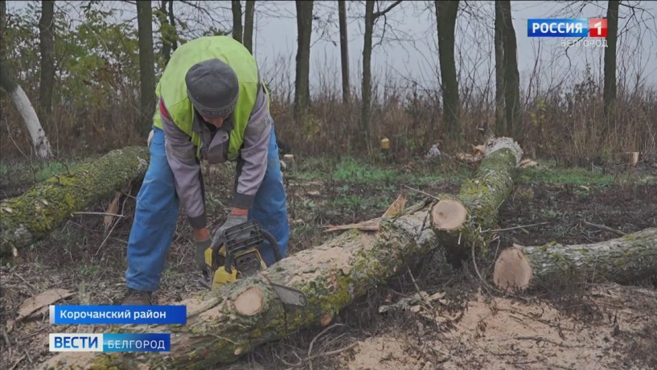 Подготовка к зиме в условиях сложной оперативной обстановки: в Белгородской области запасаются древесиной, чтобы обеспечить дровами дома с печным отоплением
