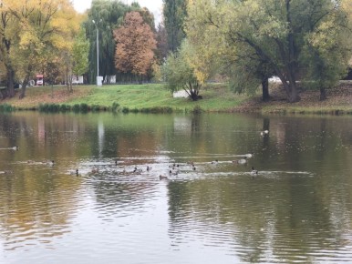 Сегодня, 1 ноября, в Белгороде будет небольшой дождь