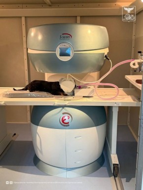 В Белгородской области запускают в работу ветеринарный магнитно-резонансный томограф