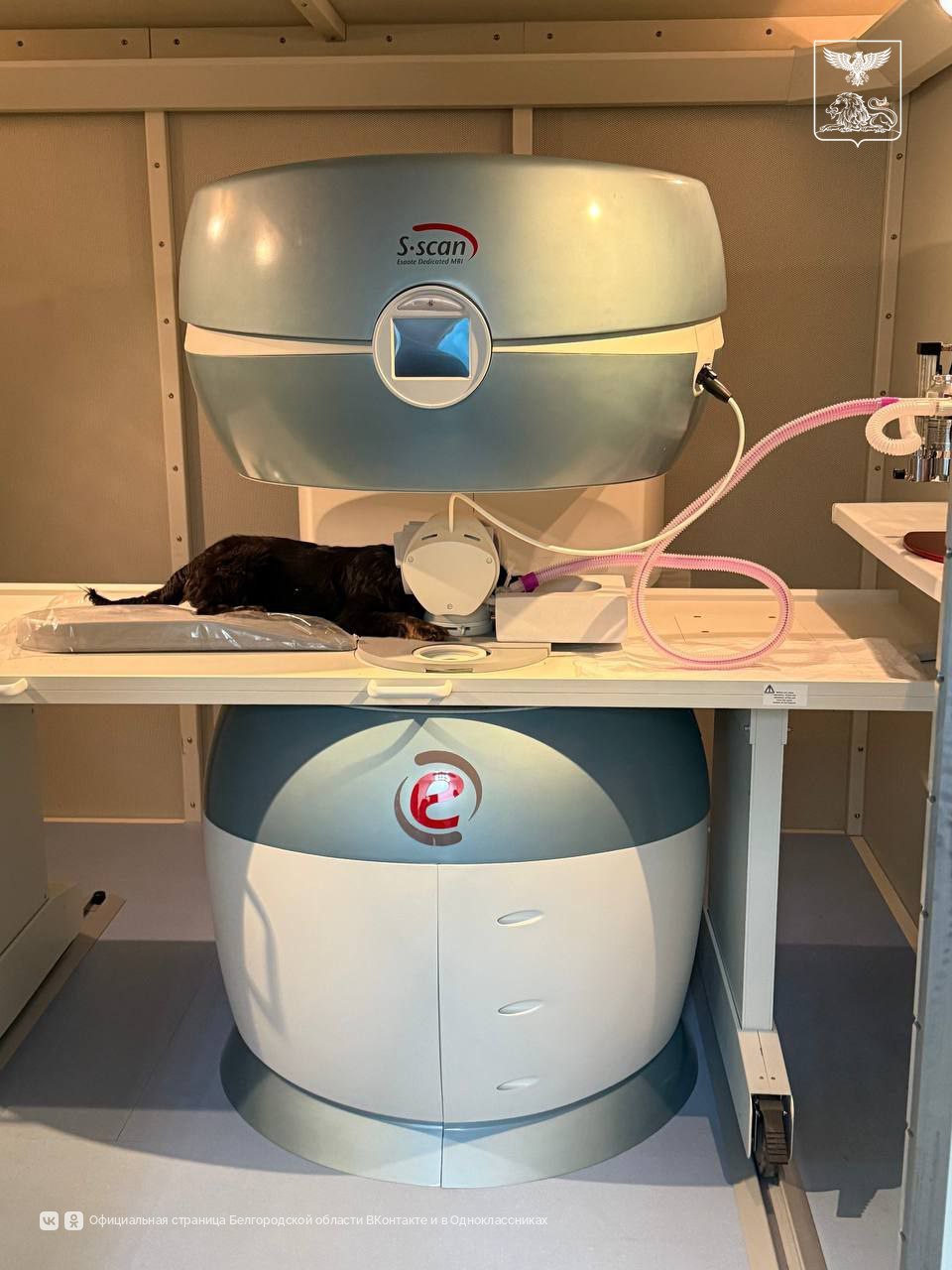 В Белгородской области запускают в работу ветеринарный магнитно-резонансный томограф