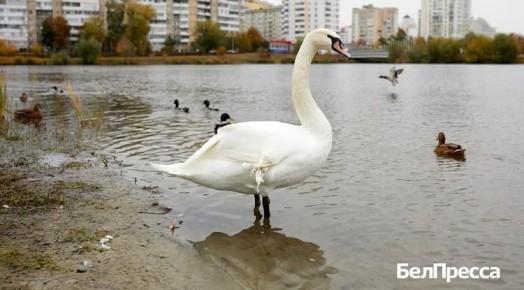 «Принимайте его не как калеку, а как птицу с особенностями развития»