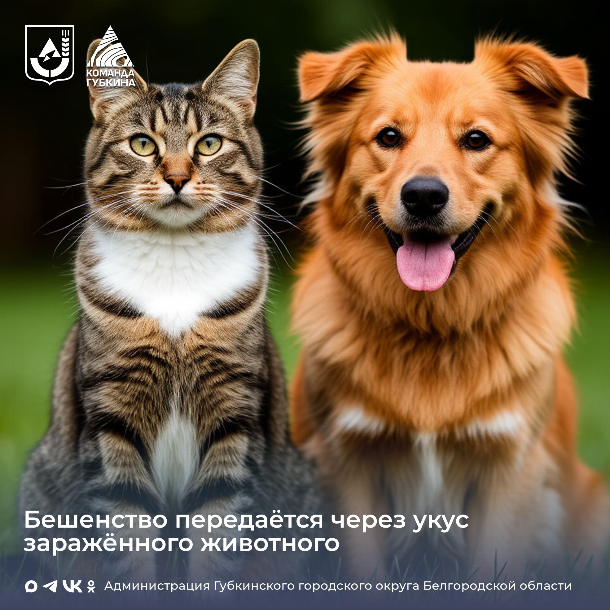 Осень – сезон обострения бешенства!