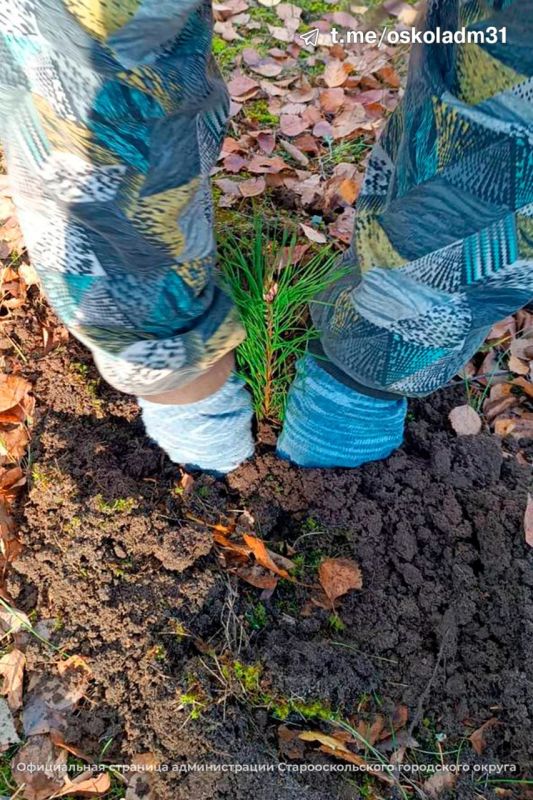 «Сохраним лес»!. Старооскольский городской округ присоединился к Всероссийской осенней акции «Сохраним лес»