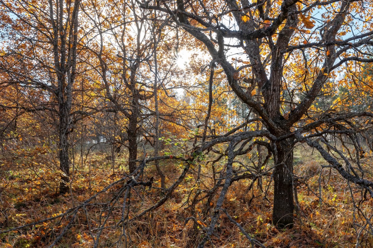 Погода 5 ноября. Сегодня ожидается переменная облачность