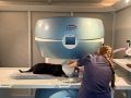 В ветстанции Белгорода заработал ветеринарный МРТ-томограф