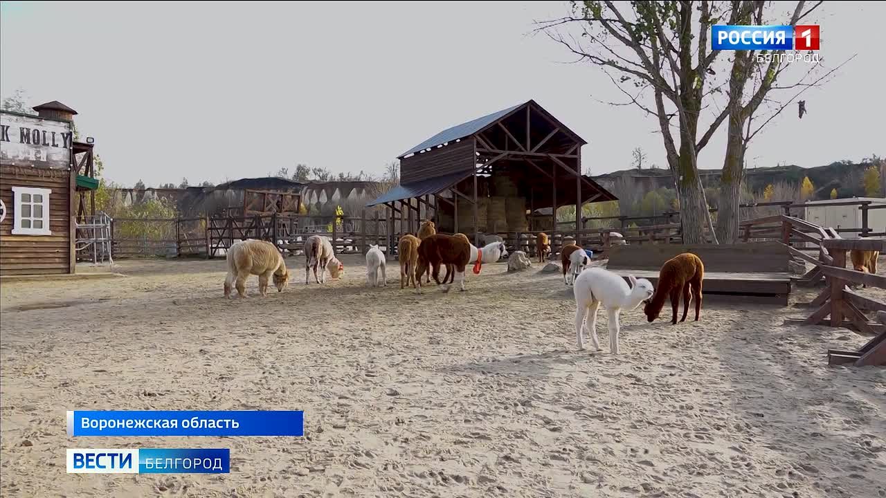 1234 Парк альпак в соседней Воронежской области пополнили новые «зефирки»