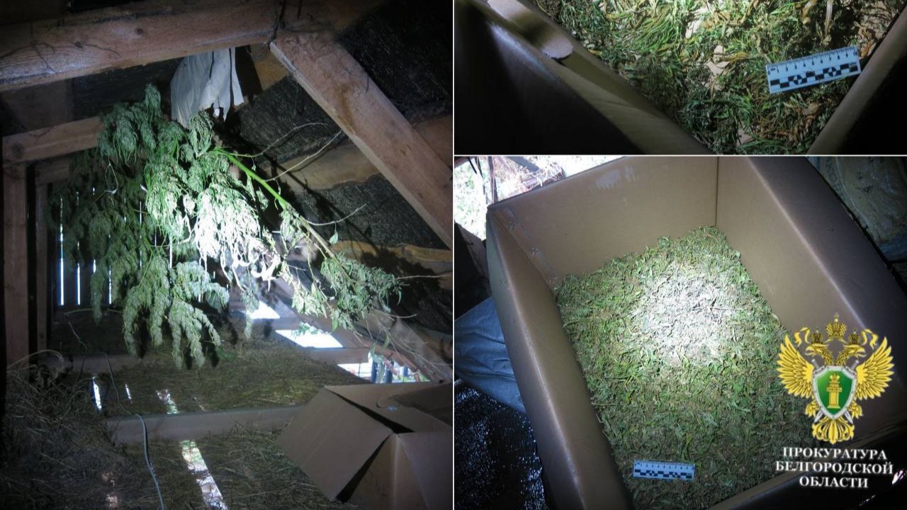 Белгородцу грозит до десяти лет колонии за выращивание конопли и хранение наркотиков