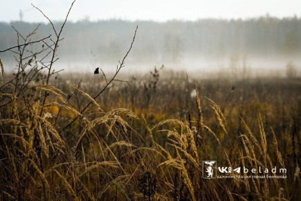 Доброе утро, Белгород!. 7 ноября в городе переменная облачность, температура воздуха до 9 градусов тепла