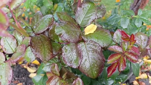 В ноябре воздух пахнет влажной землей, опавшей листвой и легким морозцем, создавая неповторимую симфонию ароматов