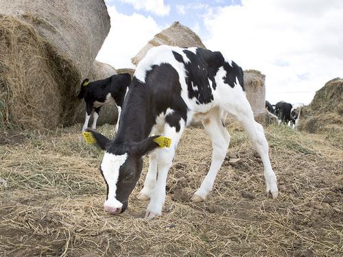 Вячеслав Гладков рассказал о мерах поддержки ветеранов СВО