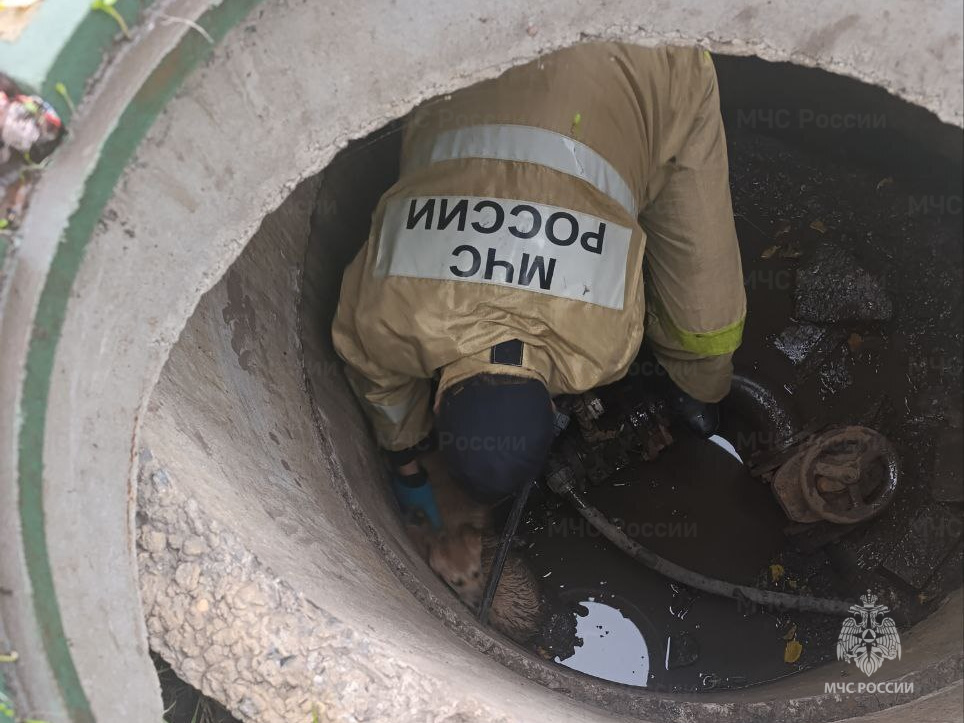 Сотрудники МЧС России спасли двух щенков, провалившихся в колодец