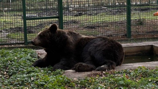 Звериные сны и меховые шубы: как обитатели Белгородского зоопарка встречают зиму