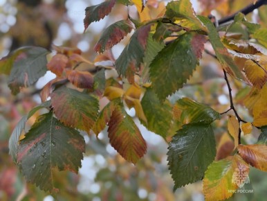 Облачная погода ожидает белгородцев в четверг