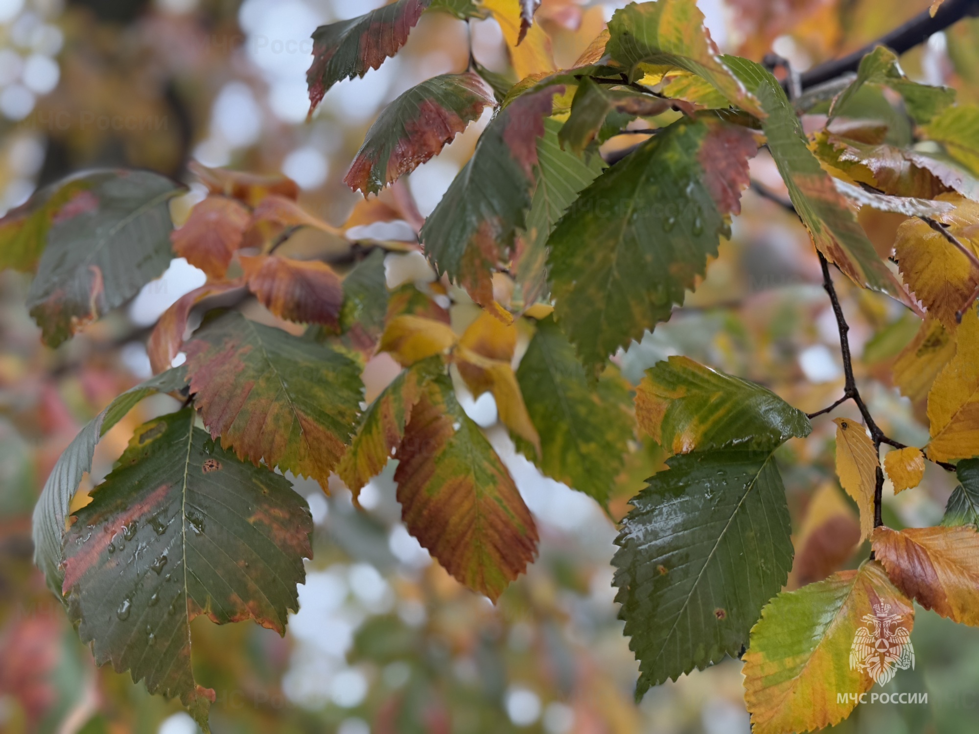 Облачная погода ожидает белгородцев в четверг