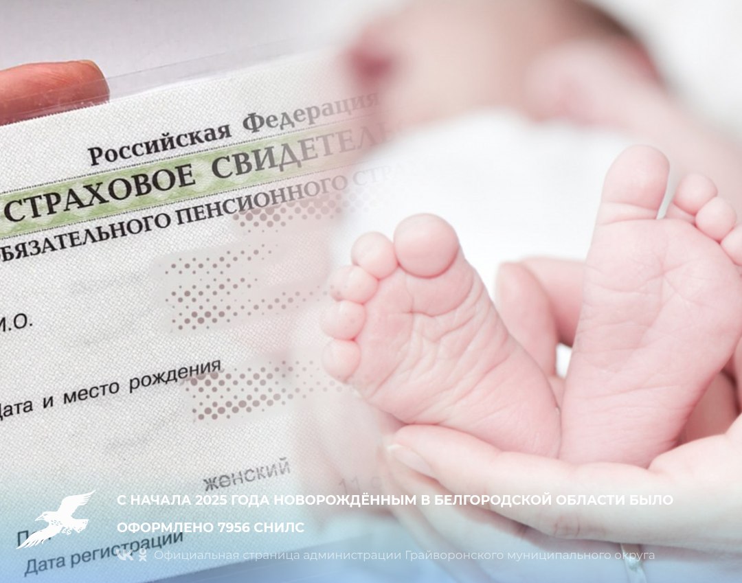 С начала 2025 года новорождённым в Белгородской области было оформлено 7956 СНИЛС