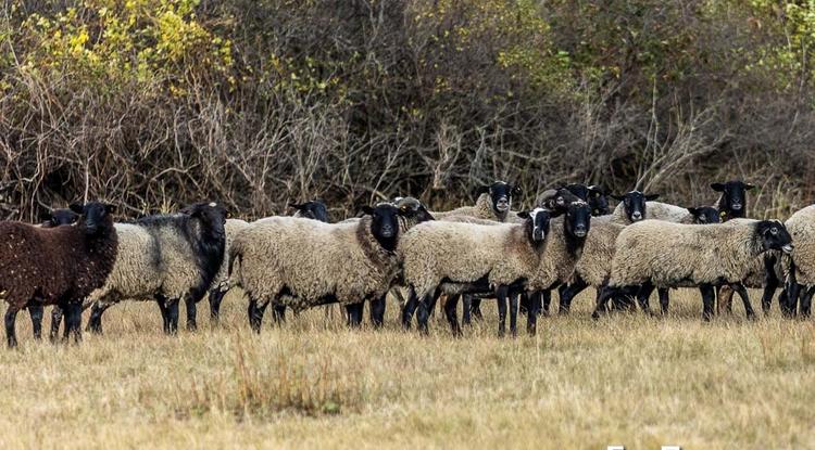 Бяшки кучерявые. Почему овец вейделевского фермера видно издалека