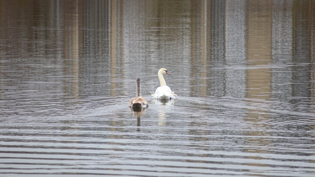 В Белгороде у нелетающего лебедя с Левобережья появился товарищ