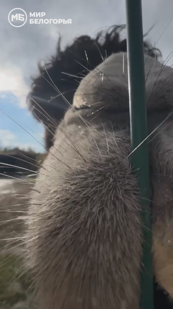 Когда природа засыпает, в зоопарке начинается интересная пора