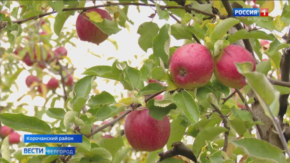 Для зимнего хранения пригодны яблоки поздних сортов