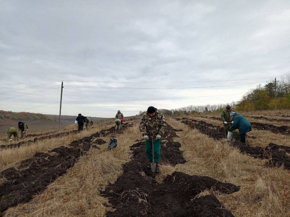 Светлана Халеева: Друзья, с 6 октября по 30 ноября по всей стране проходит Всероссийская акция «Сохраним лес»