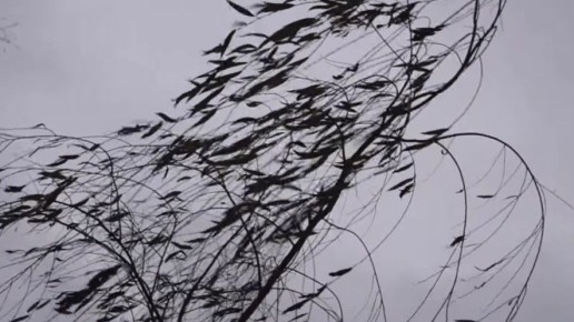 В Белгороде – сильный ветер