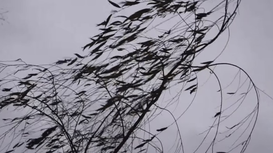 В Белгороде – сильный ветер