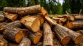 В Белгороде создают стратегический запас дров на случай ЧС