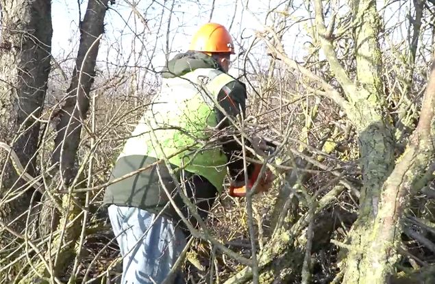 В Белгороде запасают дрова на случай длительных отключений электричества: уже заготовлено порядка 2 тысяч кубов