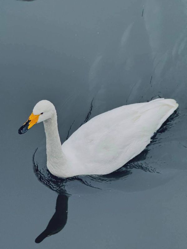 ������ 17 ������. ������� � ��������� �������, ����� �������� �����